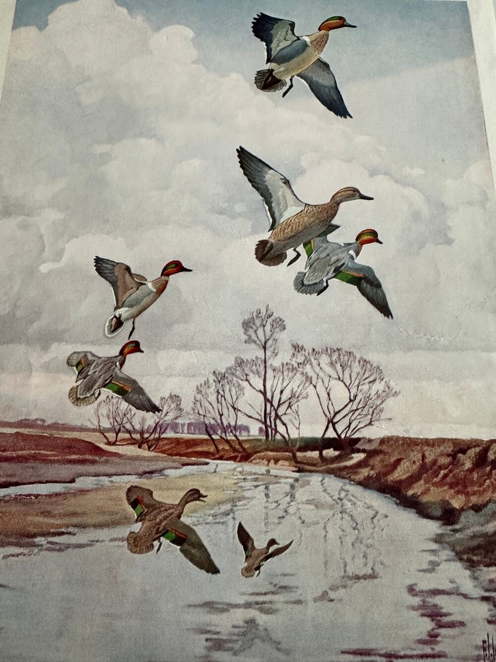 The Greenwing Teal by Francis Lee Jaques Birds Wildlife Art Print ~260509-WH 173